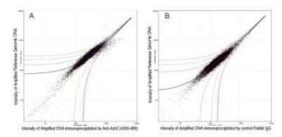 Chromatin Immunoprecipitation: ASH2L Antibody [NB600-281] - ChIP-chip scatter plot of anti-Ash2 enriched DNA binding sites versus input reference DNA. A. 10 ug of NB600-281 was used to immunoprecipitate chromatin from K562 cells according to Ren et al (Genes Dev. 2002 16: 245-256). Immunoprecipitated DNA and reference DNA were amplified via ligation-mediated  PCR and the products abeled with fluorescent dNTPs. The labeled ChIP and reference DNA were pooled, hybridized to a DNA microarray, and analyzed. Data points below the +3 SD curve (red line) represent significantly enriched binding sites. B. As a control, a similar experiment was performed using normal rabbit IgG. Compared to the anti-Ash2 ChIP, normal rabbit IgG showed little enrichment.