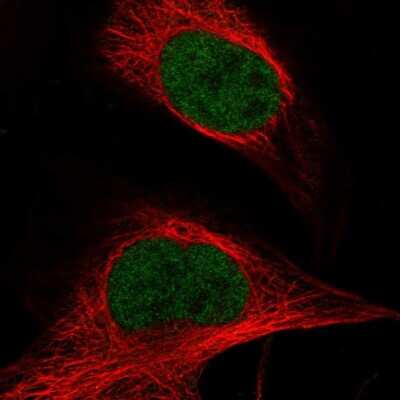 <b>Genetic Strategies Validation. </b>Immunocytochemistry/Immunofluorescence: ASH2L Antibody [NBP1-88858] - Staining of human cell line U-2 OS shows localization to nucleoplasm. Antibody staining is shown in green.