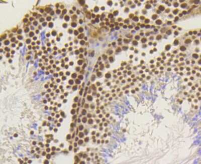 Immunohistochemistry-Paraffin: ASH2L Antibody (ST47-01) [NBP2-67500] - Analysis of paraffin-embedded mouse testis tissue using anti-ASH2L antibody. Counter stained with hematoxylin.