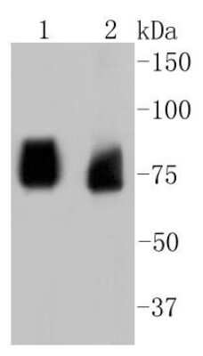 Western Blot: ASH2L Antibody (ST47-01) [NBP2-67500] - Analysis of ASH2L on different lysates using anti-ASH2L antibody at 1/1,000 dilution. Positive control: Lane 1: PC12 Lane 2: 293T