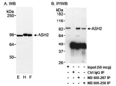 Western Blot: ASH2L Antibody [NB600-281] - Detection of Human ASH2on HeLa whole cell lysate using NB600-281. ASH2 was also immunoprecipitated with rabbit anti-ASH2 antibody NB600-250.