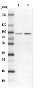 Western Blot: ASH2L Antibody [NBP1-88858] - Lane 1: NIH-3T3 cell lysate (Mouse embryonic fibroblast cells). Lane 2: NBT-II cell lysate (Rat Wistar bladder tumor cells).