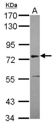 Western Blot: ASH2L Antibody [NBP2-15488] - Sample (20 ug) A: HeLa nucleus 7. 5% SDS PAGE gel, diluted at 1:1000.