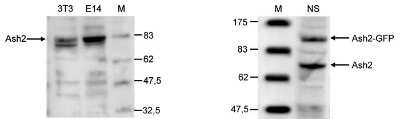 Western Blot: ASH2L Antibody [NBP2-59292] - A. Western blot was performed on whole cell lysates from mouse fibroblastst (NIH3T3) and embryonic stem cells (E14Tg2a) with the antibody against mouse Ash2 , diluted 1:1,000 in BSA/PBS-Tween. The molecular weight marker (in kDa) is shown on the right; the location of the protein of interest (predicted size: 68 kDa) is indicated on the left. B. Western blot was performed on whole cell lysates from mouse neural stem cells (NS), transfected with GFP tagged Ash2, with the antibody against mouse Ash2 , diluted 1:500 in BSA/PBS-Tween. The molecular weight marker (in kDa) is shown on the left; the location of the endogenous Ash2 (68 kDa) and of the GFP tagged Ash2 (106 kDa) are indicated on the right.