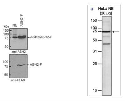 Western Blot: ASH2L Antibody [NBP3-18639] - Figure 1. Western blot analysis using the antibody directed against ASH2L Figure 1A: Western blot was performed using the antibody against hASH2L diluted 1:1,000 in TBS-Tween containing 5% skimmed milk on nuclear extracts from HeLa cells (upper panel: lane 1) and ectopically expressed FLAG-tagged ASH2L (ASH2L-F, upper panel: lane 2). The lower panel shows the same western blot with an anti-FLAG antibody. The molecular weight marker is shown on the left.