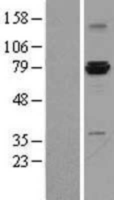 Western Blot: ASH2L Overexpression Lysate (Adult Normal) [NBL1-07765] Left-Empty vector transfected control cell lysate (HEK293 cell lysate); Right -Over-expression Lysate for ASH2L.