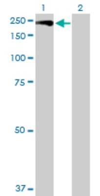 Western Blot: ASK1 Antibody [H00004217-D01P] - Analysis of MAP3K5 expression in transfected 293T cell line by MAP3K5 polyclonal antibody.Lane 1: MAP3K5 transfected lysate(154.50 KDa).Lane 2: Non-transfected lysate.