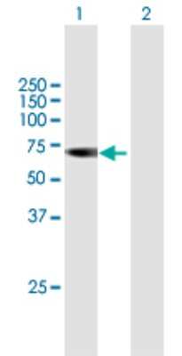 Western Blot: ASMTL Antibody [H00008623-B01P] - Analysis of ASMTL expression in transfected 293T cell line by ASMTL polyclonal antibody.  Lane 1: ASMTL transfected lysate(68.31 KDa). Lane 2: Non-transfected lysate.