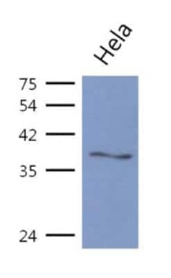 Western Blot: ASNA1 Antibody (2A1) [NBP2-42661] - The cell lysates of Hela (40ug) were resolved by SDS-PAGE, transferred to PVDF membrane and probed with anti-human ASNA1 antibody (1:1000). Proteins were visualized using a goat anti-mouse secondary antibody conjugated to HRP and an ECL detection system.