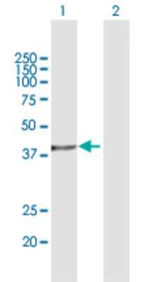Western Blot: ASNA1 Antibody [H00000439-B01P] - Analysis of ASNA1 expression in transfected 293T cell line by ASNA1 polyclonal antibody.  Lane 1: ASNA1 transfected lysate(38.28 KDa). Lane 2: Non-transfected lysate.