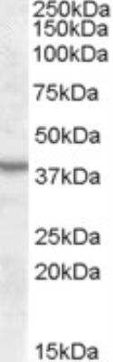 Western Blot: ASNA1 Antibody [NBP1-20889] - Staining of Mouse Kidney lysate (35 ug protein in RIPA buffer) with (B) and without (A) blocking with the immunising peptide. Antibody at 1 ug/mL. Primary incubation was 1 hour. Detected by chemiluminescence.