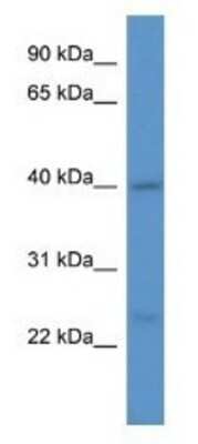 Western Blot: ASNA1 Antibody [NBP1-79796] - COLO205 Cell Lysate  1ug/ml  Gel Concentration 12%