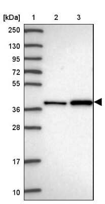 Western Blot ASNA1 Antibody