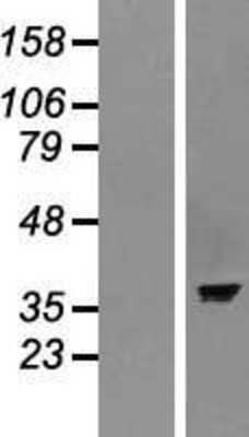 Western Blot ASNA1 Overexpression Lysate