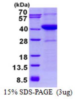 SDS-PAGE Recombinant Human ASNA1 His Protein