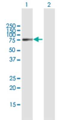Western Blot: ASNSD1 Antibody [H00054529-B01P] - Analysis of ASNSD1 expression in transfected 293T cell line by ASNSD1 polyclonal antibody.  Lane 1: NBLA00058 transfected lysate(70.73 KDa). Lane 2: Non-transfected lysate.