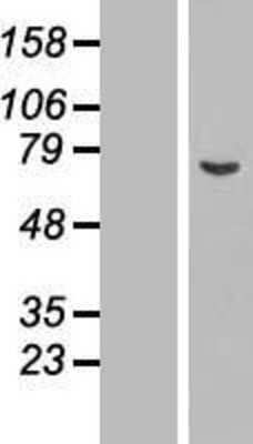 Western Blot: ASNSD1 Overexpression Lysate (Adult Normal) [NBL1-07771] Left-Empty vector transfected control cell lysate (HEK293 cell lysate); Right -Over-expression Lysate for ASNSD1.
