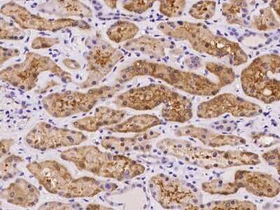 Immunohistochemistry-Paraffin: ASPA Antibody [NBP2-97185] - Immunochemical staining of human ASPA in human kidney with rabbit polyclonal antibody at 1:100 dilution, formalin-fixed paraffin embedded sections.