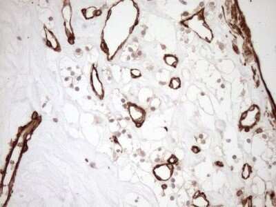 Immunohistochemistry ASPDH Antibody (OTI4G8) - Azide and BSA Free