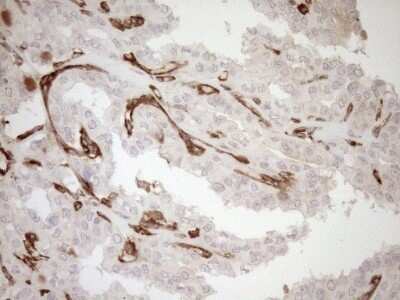 Immunohistochemistry ASPDH Antibody (OTI4G8) - Azide and BSA Free