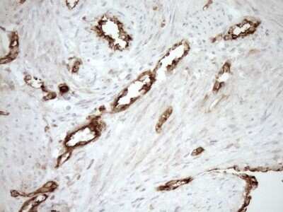 Immunohistochemistry ASPDH Antibody (OTI4G8) - Azide and BSA Free