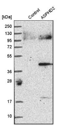 Western Blot: ASPHD2 Antibody [NBP1-83461] - Analysis in control (vector only transfected HEK293T lysate) and aSPHD2 over-expression lysate (Co-expressed with a C-terminal myc-DDK tag (3.1 kDa) in mammalian HEK293T cells).