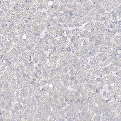 Immunohistochemistry-Paraffin: ASPRV1 Antibody [NBP1-83570] - Staining of human liver shows no positivity in hepatocytes as expected.