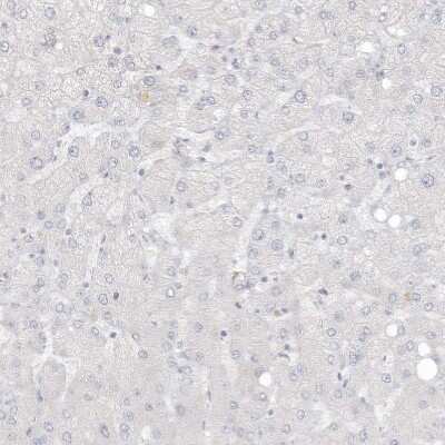 Immunohistochemistry-Paraffin: ASPRV1 Antibody [NBP2-33981] - Staining of human liver shows no positivity in hepatocytes as expected.