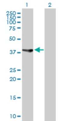 Western Blot: ASRGL1 Antibody [H00080150-D01P] - Analysis of ASRGL1 expression in transfected 293T cell line by ASRGL1 polyclonal antibody.Lane 1: ASRGL1 transfected lysate(32.10 KDa).Lane 2: Non-transfected lysate.
