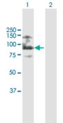 Western Blot ASXL2 Antibody