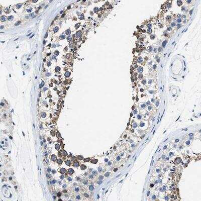 Immunohistochemistry-Paraffin: ASZ1 Antibody [NBP1-89130] - Staining of human testis shows cytoplasmic positivity in cells of the seminiferus ducts.