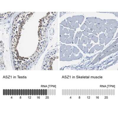 <b>Orthogonal Strategies Validation. </b>Immunohistochemistry-Paraffin: ASZ1 Antibody [NBP1-89130] - Staining in human testis and skeletal muscle tissues using anti-ASZ1 antibody. Corresponding ASZ1 RNA-seq data are presented for the same tissues.