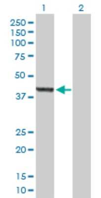 Western Blot: ASZ1 Antibody [H00136991-B01P] - Analysis of ASZ1 expression in transfected 293T cell line by ASZ1 polyclonal antibody.  Lane 1: ASZ1 transfected lysate(43.23 KDa). Lane 2: Non-transfected lysate.