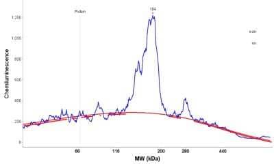 Simple Western: ATAD2 Antibody (CL0182) [NBP2-14786] - Electropherogram image(s) of corresponding Simple Western lane view. ATAD2 antibody was used at 1:20 dilution on U-251MG sp lysates(s).