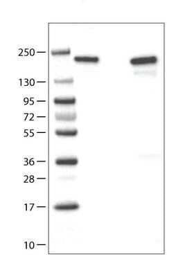 Western Blot: ATAD2 Antibody (CL0182) [NBP2-14786] - Lane 1: Marker [kDa] 250, 130, 95, 72, 55, 36, 28, 17, 10. Lane 2: Negative control (vector only transfected HEK293T lysate). Lane 3: Over-expression lysate (Co-expressed with a C-terminal myc-DDK tag (3.1 kDa) in mammalian HEK293T cells).