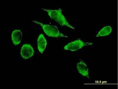 Immunocytochemistry/Immunofluorescence: ATAD3A Antibody [H00055210-B01P] - Analysis of purified antibody to ATAD3A on HeLa cell. (antibody concentration 10 ug/ml)