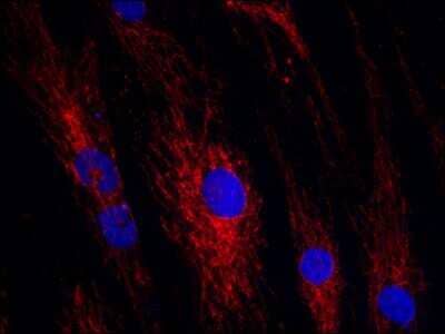 Immunocytochemistry/Immunofluorescence: ATAD3A Antibody [H00055210-B01P] - ATAD3A in human primary fibroblasts. Mitochondrial localization. PFA 4% fixed. Primary incubation 10 ug/mL O/N 4C. Secondary: Donkey anti-mouse Alexafluor 555 1:500 1h RT.
