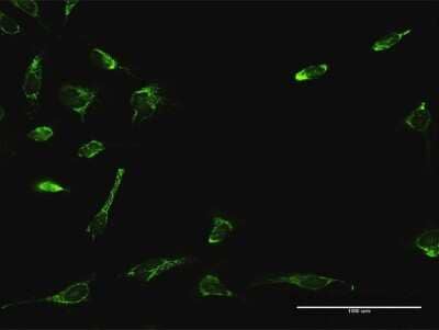 Immunocytochemistry/Immunofluorescence: ATAD3A Antibody [H00055210-D01P] - Analysis of antibody to ATAD3A on HeLa cell. Antibody concentration 10 ug/ml.
