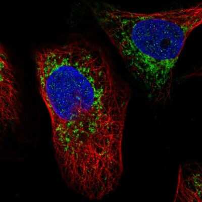 Immunocytochemistry/Immunofluorescence: ATAD3A Antibody [NBP2-55766] - Staining of human cell line U-2 OS shows localization to mitochondria. Antibody staining is shown in green.