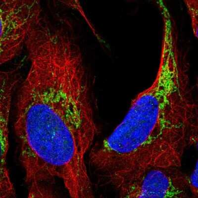 Immunocytochemistry/Immunofluorescence: ATAD3A Antibody [NBP2-57335] - Staining of human cell line U-2 OS shows localization to mitochondria.