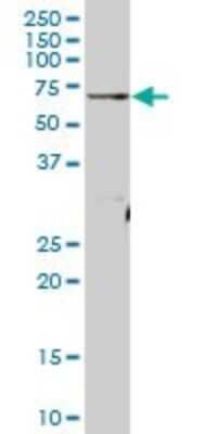 Western Blot ATAD3A Antibody - Azide and BSA Free