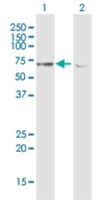 Western Blot: ATAD3A Antibody [H00055210-B01P] - Analysis of ATAD3A expression in transfected 293T cell line by ATAD3A polyclonal antibody.  Lane 1: ATAD3A transfected lysate(64.46 KDa). Lane 2: Non-transfected lysate.