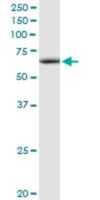 Western Blot: ATAD3A Antibody [H00055210-D01P] - Analysis of ATAD3A expression in human placenta.