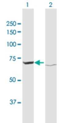 Western Blot: ATAD3A Antibody [H00055210-D01P] - Analysis of ATAD3A expression in transfected 293T cell line by ATAD3A polyclonal antibody.Lane 1: ATAD3A transfected lysate(66.20 KDa).Lane 2: Non-transfected lysate.