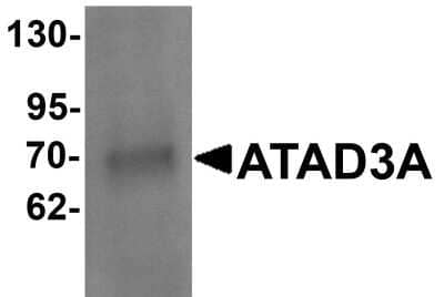 Western Blot ATAD3A Antibody - BSA Free