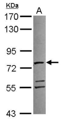 Western Blot: ATAD3A Antibody [NBP2-14881] - Sample (30 ug of whole cell lysate) A: A549 7. 5% SDS PAGE; antibody diluted at 1:5000.