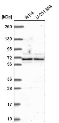 Western Blot: ATAD3A Antibody [NBP2-55766] - Analysis in human cell line RT-4 and human cell line U-251 MG.
