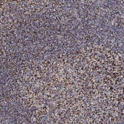 Immunohistochemistry-Paraffin: ATAD3B Antibody [NBP2-32409] - Staining of human tonsil shows strong granular cytoplasmic positivity in lymphoid cells.