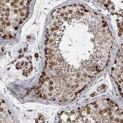 Immunohistochemistry-Paraffin: ATAD3B Antibody [NBP2-32409] - Staining of human testis shows moderate to strong granular cytoplasmic positivity in cells in seminiferous ducts and Leydig cells.