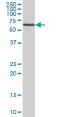 Western Blot ATAD3B Antibody - Azide and BSA Free